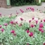 Group of hybrids planted in the ground