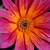 Pink-orange daisy flowers.