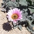 Pale pink daisy flowers and silvery foliage
