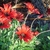 Orange daisy flowers.