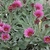 Pink daisy flowers above silvery foliage.