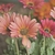 Pale orange daisy flowers.