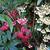 Ardisia crenata
