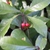 Green leaves and red fruits