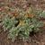Ardisia japonica