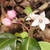 Flower and berries forming