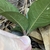Underside of leaves