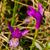 Arethusa bulbosa