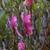 Arethusa bulbosa