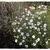 Argyranthemum foeniculaceum