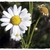 Argyranthemum foeniculaceum