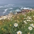Argyranthemum foeniculaceum