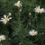 Argyranthemum foeniculaceum