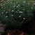 Argyranthemum foeniculaceum