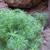 Argyranthemum foeniculaceum