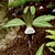 Purple spathe with white club shaped spadix