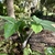 Plant with a pair of compound leaves & erect spathe.