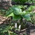 Plant with a pair of compound leaves. Leaflets shiny.