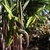 Emerging leaves & erect spathe with green & purple stripes.