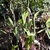 Emerging leaves & erect spathe with green & purple stripes.