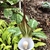 Purple spathe with white club shaped spadix
