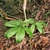 Pair of compound leaves & inflorescence arising from leaf litter