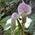 Two spathes that are pink with white veining.