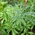 Green palmately compound leaves with silvery midveins