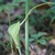 Spathe & spadix. The white spadix extends well beyond the spathe