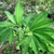Arisaema draconitum