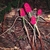 4 erect, leafless stalks bearing spikes of red berries.