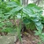 Plant with 2 large compound leaves & young inflorescence.
