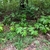 A woodland scene with many plants with characteristic leaves.