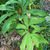 A pair of large, compound leaves.