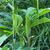 2 erect spathes with purple bases; long green spadices exserted