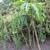 Large plant & old inflorescences emerging from garden bed.