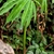 Single compound leaf; leaflets have pale midveins.