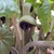 Side view of spathe with its curled and hooded opening.