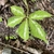 Compound leaf with green leaflets with silvery midvein markings