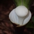 Close up of white roundish spadix