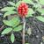 Arisaema triphyllum