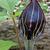 Arisaema triphyllum