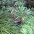 Garden plant with compound leaves & narrow leaflets.