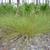 Form