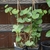 Growing in a pot as a climber