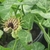 Tubular flower with fringed edges; kidney shaped leaves