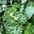 flower bud resembles a clay pipe