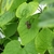 Heart shaped leaves and brown tubular pipe-shaped flowers.