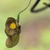 Brown tubular pipe-shaped flowers.
