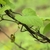 Heart shaped leaves and brown tubular pipe-shaped flowers.